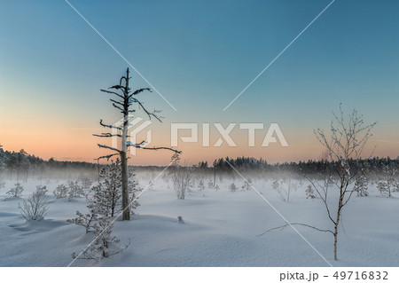 Frosty morning in raised bog. Landscape with the frozen plants. Latvia. 49716832