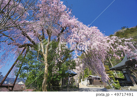 梅岩寺のしだれ桜 49717491