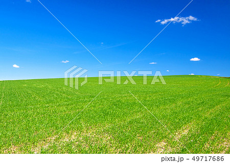 spring rural landscape with field 49717686