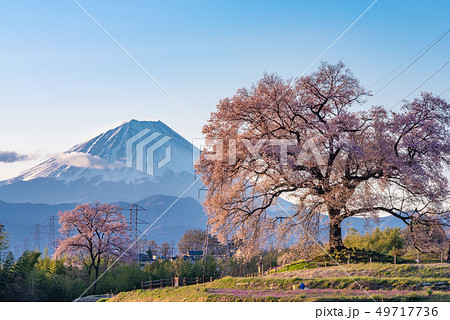 わに塚の桜と富士山 49717736