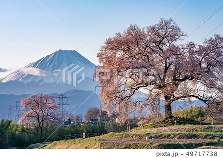 わに塚の桜と富士山 49717738