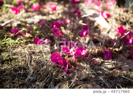 Fallen Bougainvillea Leaves 49717960