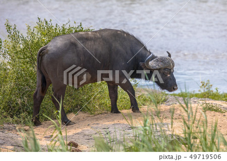 African buffalo bull 49719506