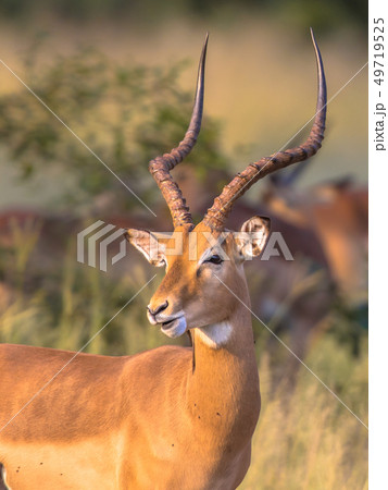 Impala male with antlers 49719525