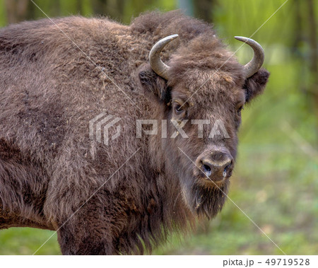 Wisent bison bull looking at camera 49719528
