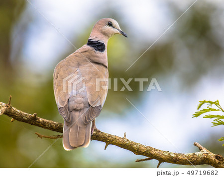 Cape turtle dove on branch 49719682