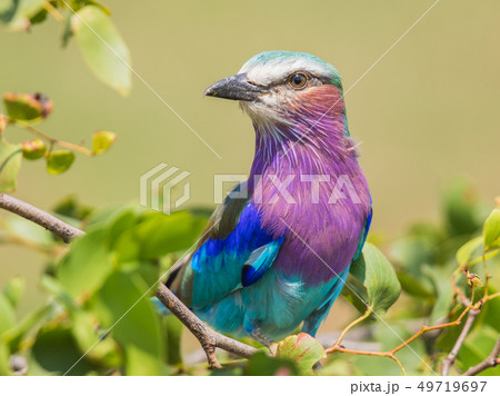 Lilac breasted roller in mopani tree 49719697