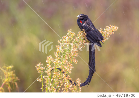 Long-tailed Widowbird in the rain 49719700