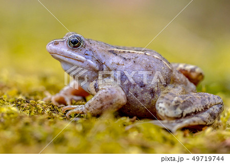 Blue Moor frog side view 49719744