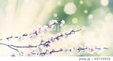 Blooming Branch with Spring Flowers Blooming Branch with Spring Flowers 49719939
