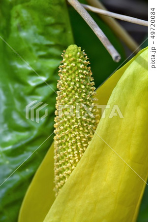 カナダ　ブリティッシュコロンビア州の水芭蕉　ミズバショウ　Skunk Cabbage　 49720084