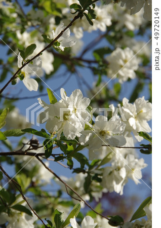 リキュウバイ(利休梅)の花 リキュウバイ(利休梅)の花 49720149