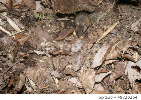 アカネズミ 49720264