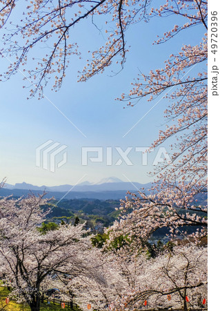 桜と浅間山（縦） 49720396