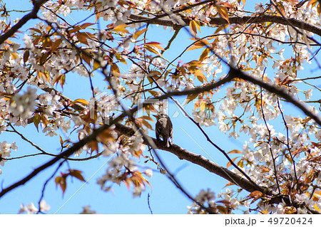 オオルリ 49720424