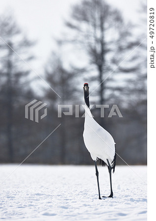 給餌場にたたずむタンチョウ（北海道・鶴居） 49720819