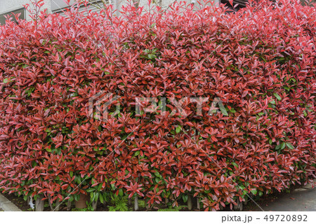 ベニカナメモチの生け垣 49720892