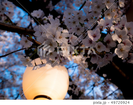 夕刻の桜と提灯の明かり 川越景観百選 新河岸川の桜並木 夕刻の桜と提灯の明かり 川越景観百選 新河岸川の桜並木 49720924