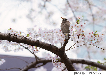 A Starling bird alone in the cherry blossoms 49721278