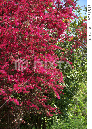 ベニバナトキワマンサク ベニバナトキワマンサク 49721318