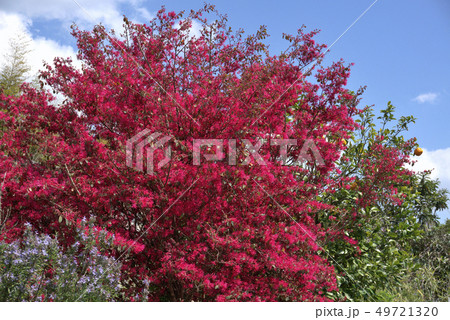 ベニバナトキワマンサク 49721320