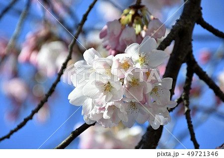 桜の開花　バンク－バ－　カナダ　Cherry blossom   Vancouver  Canada 49721346