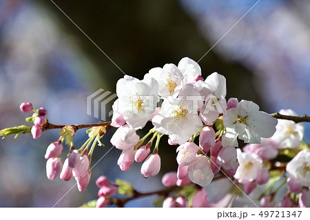 桜の開花　バンク－バ－　カナダ　Cherry blossom   Vancouver  Canada 49721347