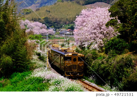 或る列車と桜 49721531