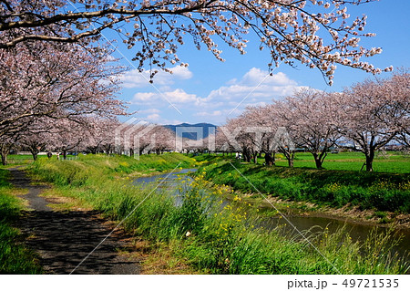 草場川の桜並木の写真素材