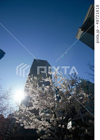 バンク－バ－都市風景に溶け込む桜　Cherry blossom   Vancouver  Canad 49721618