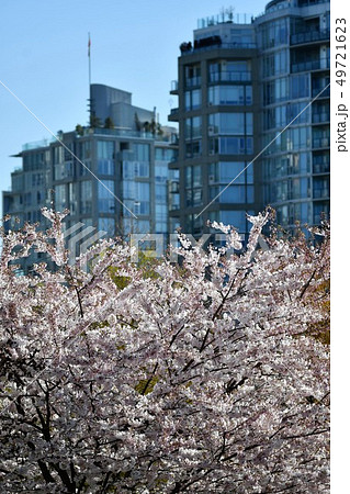 バンク－バ－都市風景に溶け込む桜　Cherry blossom   Vancouver  Canad 49721623