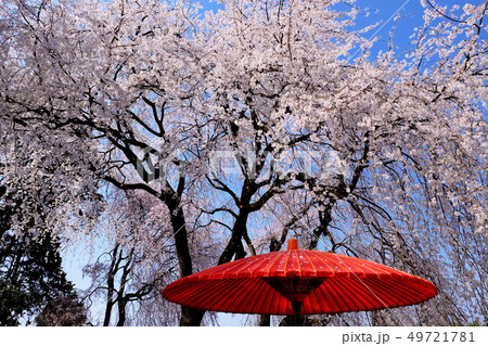 うきはの枝垂れ桜 うきはの枝垂れ桜 49721781