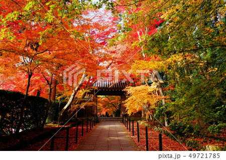 光明寺の紅葉 光明寺の紅葉 49721785