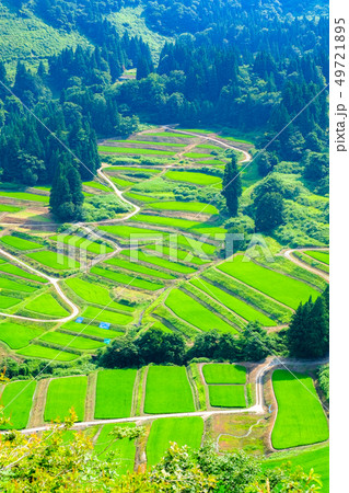 慶地の棚田 （７月） 49721895