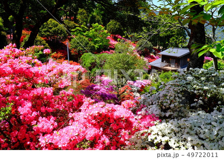 浮岳幸果樹園のつつじ 49722011