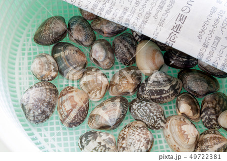 アサリの砂抜き、砂出し、あさり、浅蜊 49722381