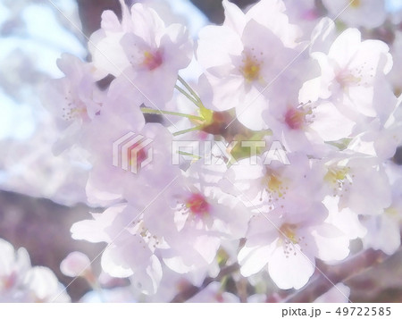 桜満開 49722585