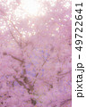 霞桜 49722641