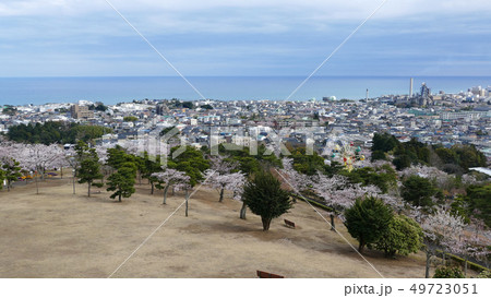 かみね公園 桜まつりの写真素材