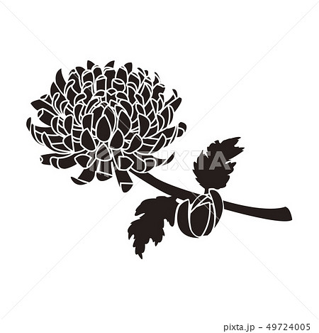 菊のイラスト素材