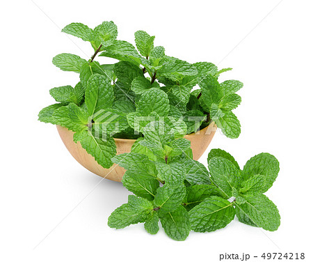 fresh mint leaf in the wooden bowl isolated on fresh mint leaf in the wooden bowl isolated on 49724218