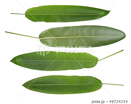 green leaf of heliconia flower isolated on white green leaf of heliconia flower isolated on white 49724254