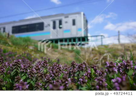 ふんわり大糸線：普通列車とヒメオドリコソウ　　安曇野市 49724411