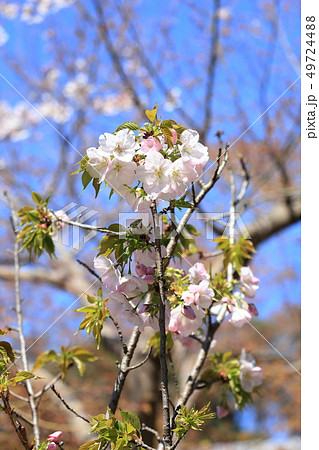 鎌倉桜桐ケ谷 令和の桜 鎌倉の桜 円覚寺境内 鎌倉桜桐ケ谷 令和の桜 鎌倉の桜 円覚寺境内 49724488