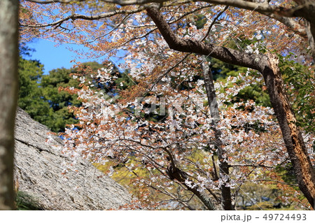 令和の桜 鎌倉の桜 円覚寺境内 令和の桜 鎌倉の桜 円覚寺境内 49724493