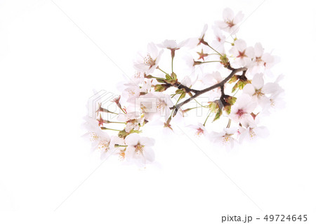 さくら 49724645
