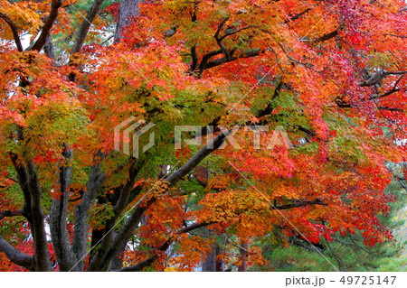 紅葉 錦秋 モミジ 紅葉 錦秋 モミジ 49725147