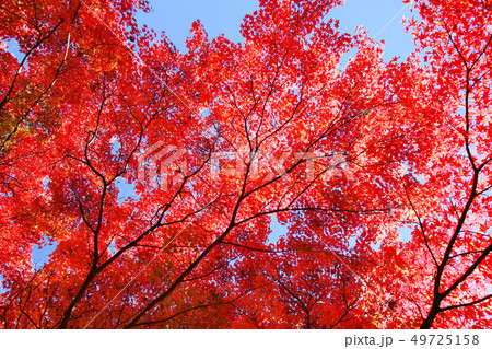 紅葉 錦秋 モミジ 紅葉 錦秋 モミジ 49725158