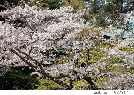 令和の桜 鎌倉の桜 円覚寺境内 令和の桜 鎌倉の桜 円覚寺境内 49725179