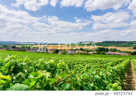 Row vine grape in champagne vineyards Row vine grape in champagne vineyards 49725742